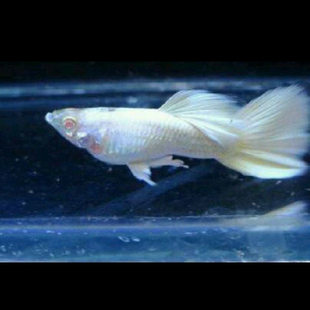 水族宠物孔雀鱼活白金礼服凤尾种鱼纯热带观赏淡水鱼小型草缸群游