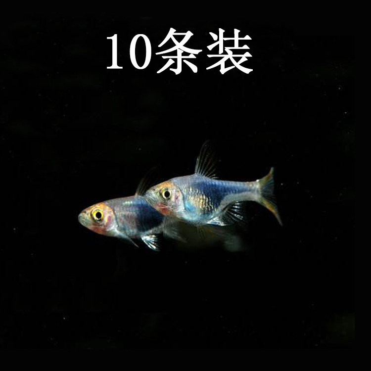 水族观赏鱼活体淡水灯科紫三角灯鱼草缸群游鱼热带小型鱼路损包活