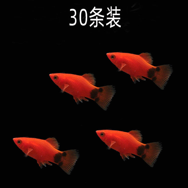 水族世界米奇鱼活体观赏鱼淡水月光鱼胎生热带鱼草缸小型群游包损