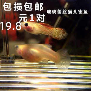 水族孔雀鱼活体玻璃蕾丝猫凤尾纯种透明体热带鱼观赏淡水包损包活