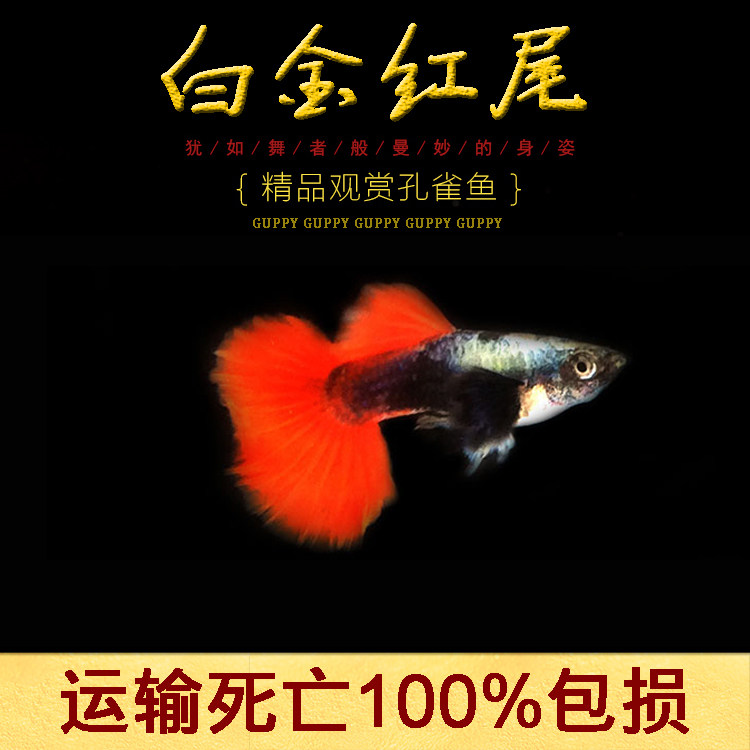 水族孔雀鱼活白金红尾凤尾象耳纯种大尾热带观赏淡水孕母草缸群游