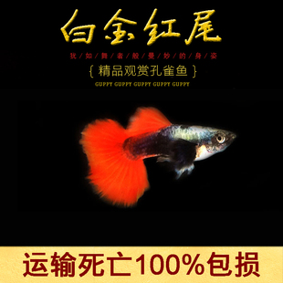 水族孔雀鱼活白金红尾凤尾象耳纯种大尾热带观赏淡水孕母草缸群游