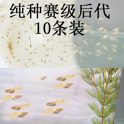 活体淡水纯种孔雀鱼苗品质保证