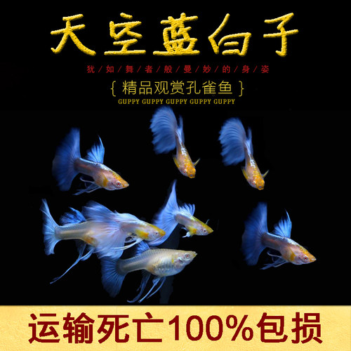 缎带孔雀鱼活体蓝礼服白子凤尾鱼天空蓝热带观赏淡水群游草缸孕母 - 封面