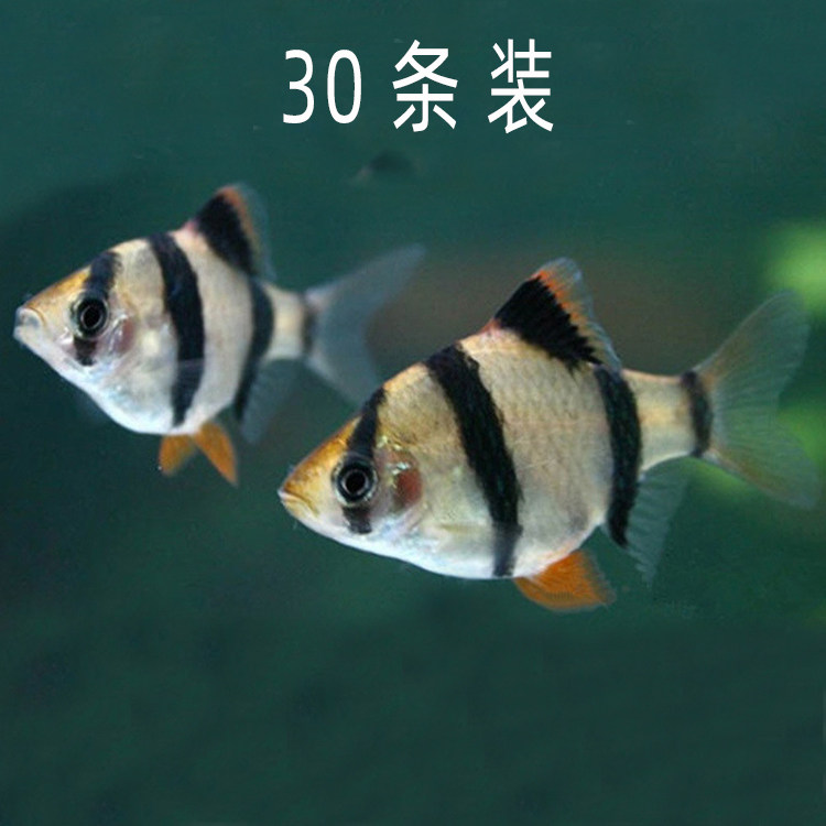 水族宠物荧光翡翠绿虎皮鱼活热带观赏淡水小型群游草缸路损包赔