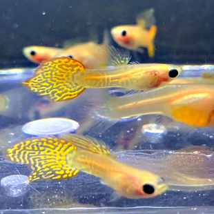 水族孔雀鱼活体玻璃蕾丝猫凤尾纯种透明体热带鱼观赏淡水群游草缸