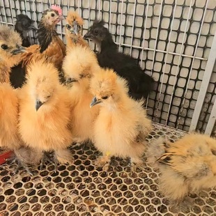 希尔鸡宠物鸡活物家禽观赏鸡小体青年鸡自家农场孵化健康皮实好养