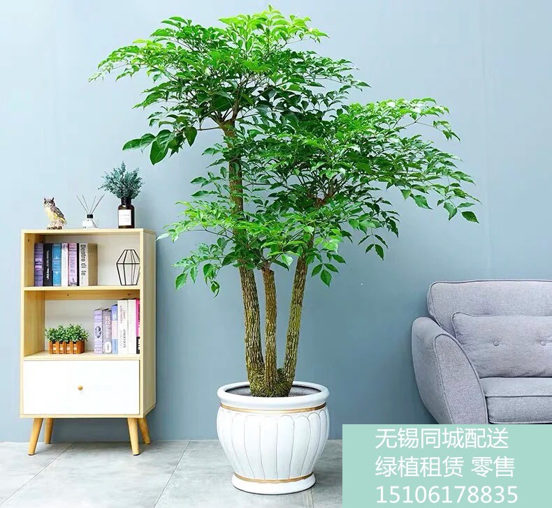专送无锡-幸福树净化空气吸甲醛甲苯庆典绿植送开业送乔迁盆景