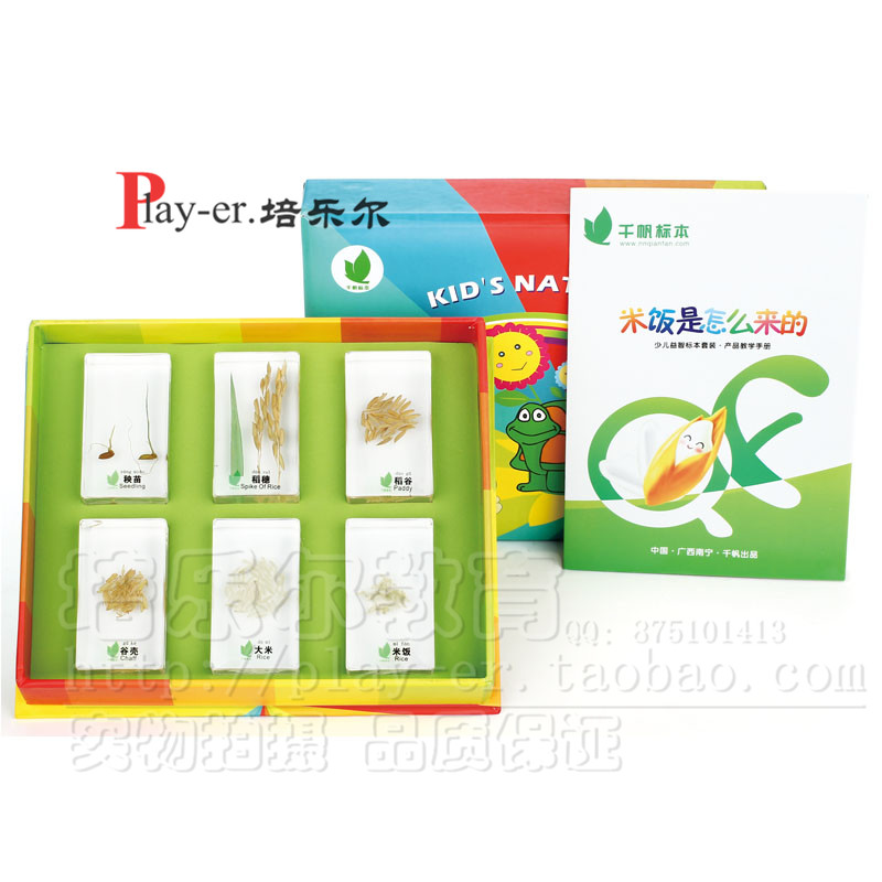 幼儿园科学实验认识包埋标本