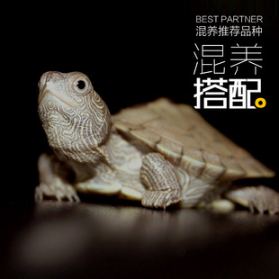 地图黑瘤龟苗活体巴西草龟东锦西锦黄耳彩龟小乌龟宠物深水龟包邮