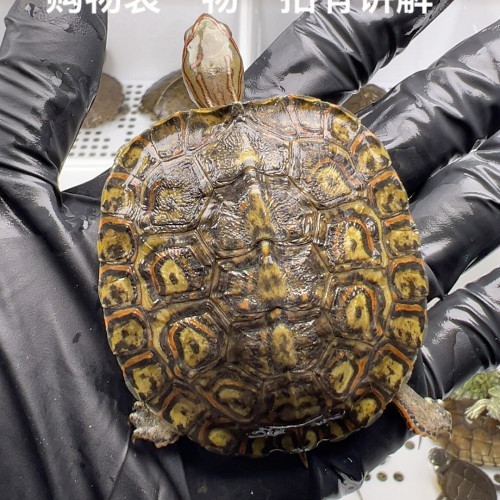 72号全品油彩木纹半水5.7厘米