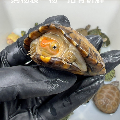 97号精品小种红面5.5厘米