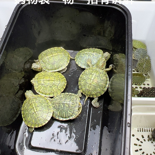 直播间福利6只格兰德乌龟3厘米苗限量随机不挑选包活到家不包饲养
