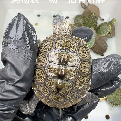 45号福利钻纹小花钻3.7厘米