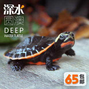 圆澳龟苗活体桃红侧颈龟红腹龟火焰龟变异宠物龟深水观赏乌龟包邮