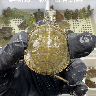 40号全品西锦小苗3.2厘米
