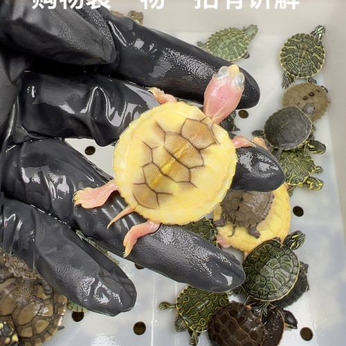 37号精品奶焦焦糖巴西苗
