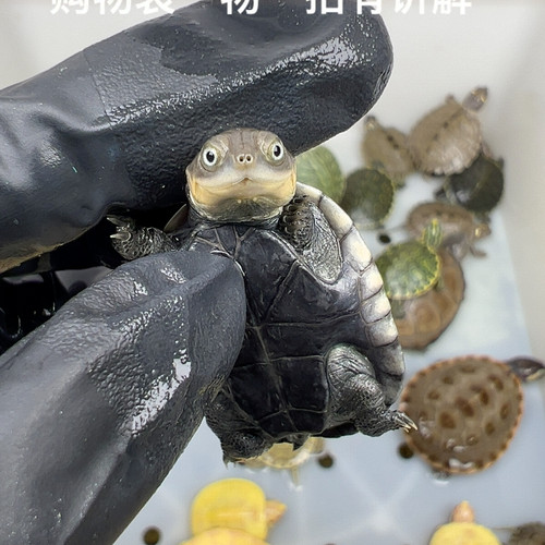 94号福利沼泽侧颈龟3.2厘米