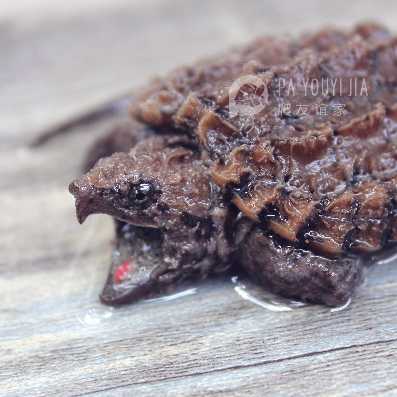 进口原色大鳄龟淡彩gold大鳄苗现货包风险活体钓鱼龟真鳄龟包邮全