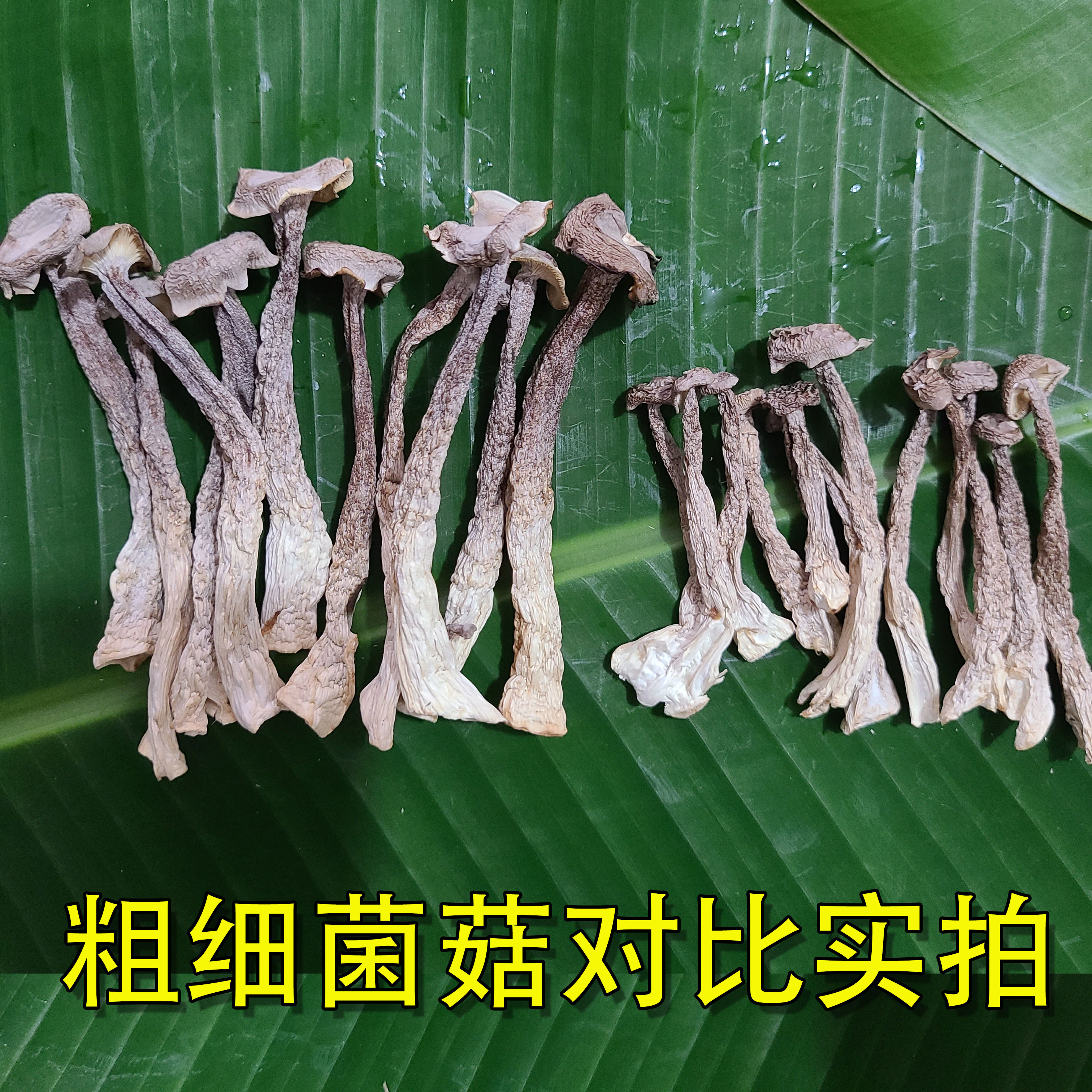 鹿茸菇干货商用 干锅小炒炖汤连锁餐饮定制鹿茸菇整箱批发专用