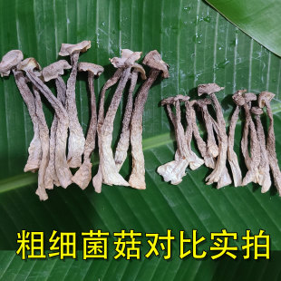 鹿茸菇干货商用 干锅小炒炖汤连锁餐饮定制鹿茸菇整箱批发专用