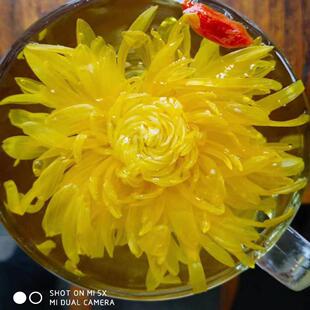 开封特产大自然菊茶金丝皇菊超大朵菊花茶一朵一杯新茶天赞20朵