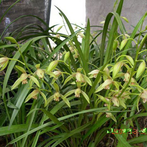 带花苞兰花建兰浓香秋天开花多次