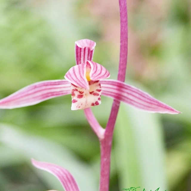 老钟墨兰铭品新娘红花浓香喜庆中矮叶型自然养殖好养活室内花卉
