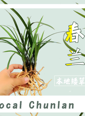 矮叶春兰浓香型好养盆栽案头小品办公桌绿植40公分以下冬带花苞