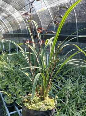 细叶寒兰高档转色花《暮山》高出架花色稳定叶型美勤苗好养盆栽