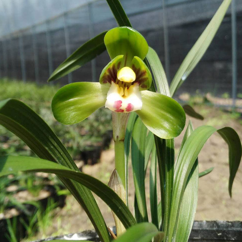 春兰大团圆 矮种荷瓣兰花名品年宵花盆栽花卉自然种植包邮包活