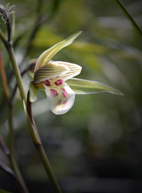 细叶寒兰3苗绿植花卉青花紫红花兰花苗冬天开花客厅冷香