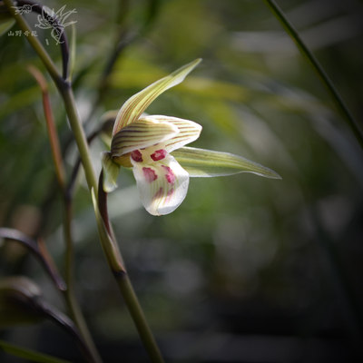 绿植带花芽客厅细叶寒兰