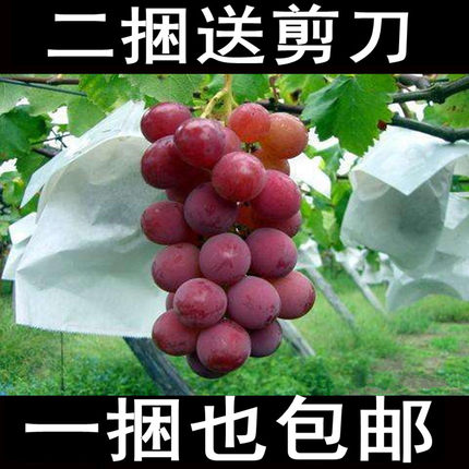 套袋梨纸袋葡萄套袋露天葡萄袋子防鸟防雨防虫保护袋半透明葡萄袋