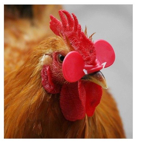 大号鸡眼镜 土鸡专用鸡眼睛 5斤以上大鸡佩戴 1包500套