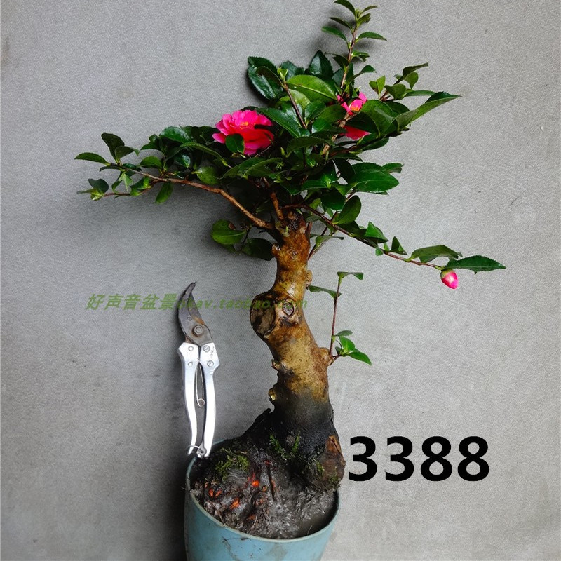 带花苞茶花庭院阳台室内一物一拍