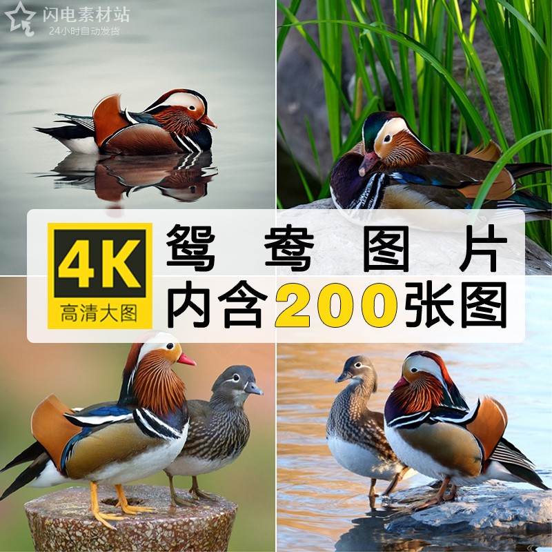 高清动物生物JPG图片鸳鸯飞禽水鸟官鸭实拍摄影设计喷绘打印素材