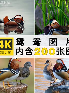 高清鸳鸯图片两只鸳鸯戏水官鸭水鸭水鸟野生鸟类动物摄影照片素材