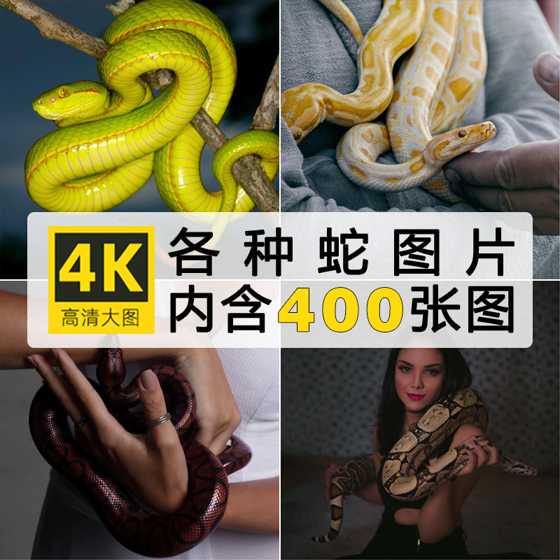 4K高清蛇图片眼镜毒蛇竹叶青蟒蛇银环宠物蛇乌梢蛇爬行动物照素材