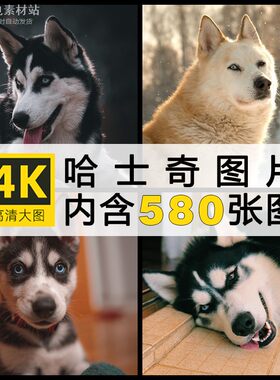 高清大图 哈士奇狗狗4K超清摄影壁纸图集照片图片ps设计参考素材