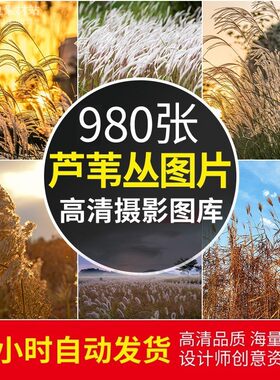 高清JPG素材芦苇丛荡图片河岸湿地夕阳落日美景野枯草背景摄影照