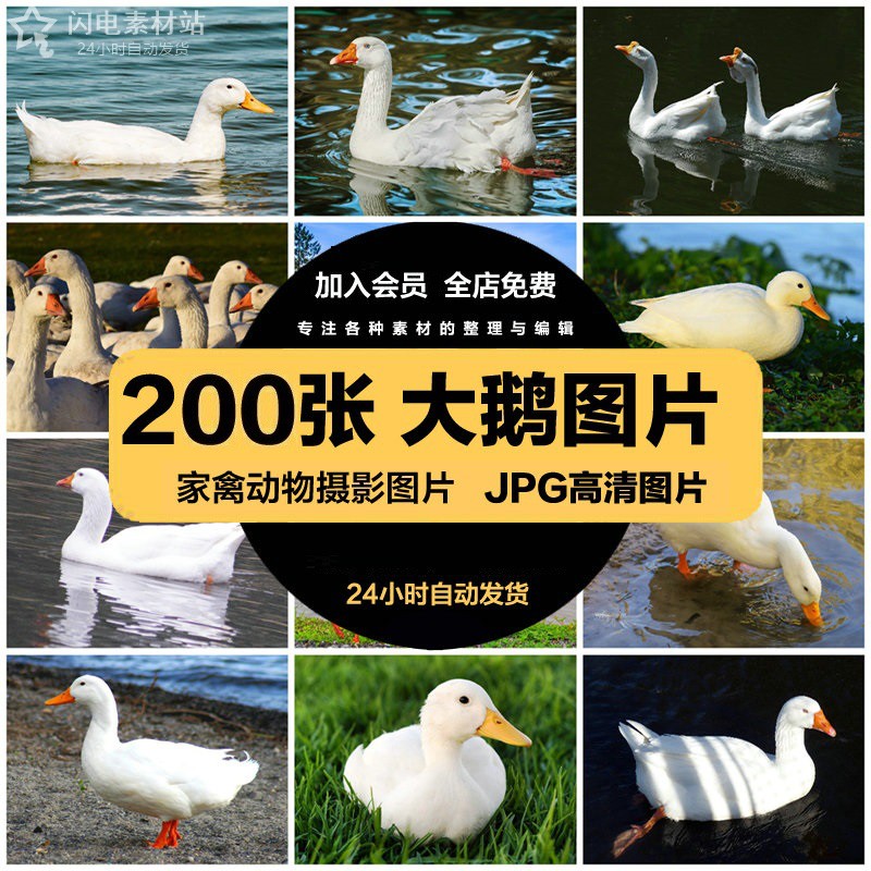 超大超高清图片白鹅大鹅羽毛养殖饲养场家禽动物摄影实拍照片素材
