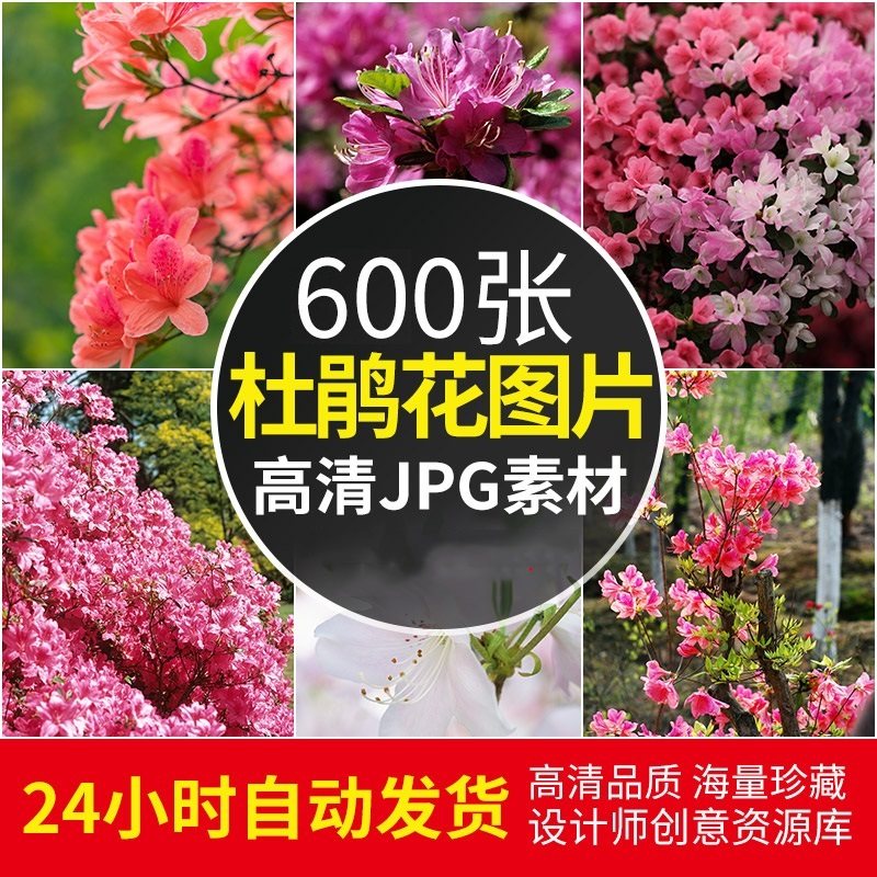 4K高清大图杜鹃花映山红花卉花朵摄影平板手机壁纸图片ps素材图集