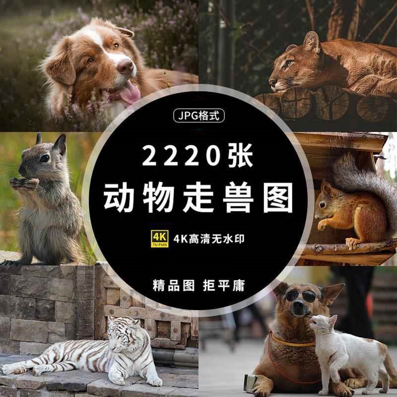 4K高清图库猫狗马鹿动物百态摄影照片壁纸绘画临摹ps设计图片素材