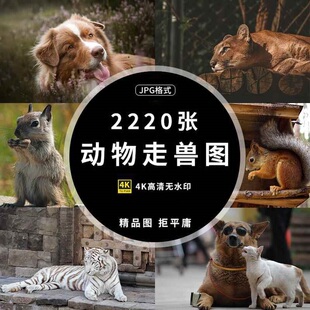 4K高清大图猫狗马鹿动物百态实拍摄影照片临摹绘画ps设计图片素材