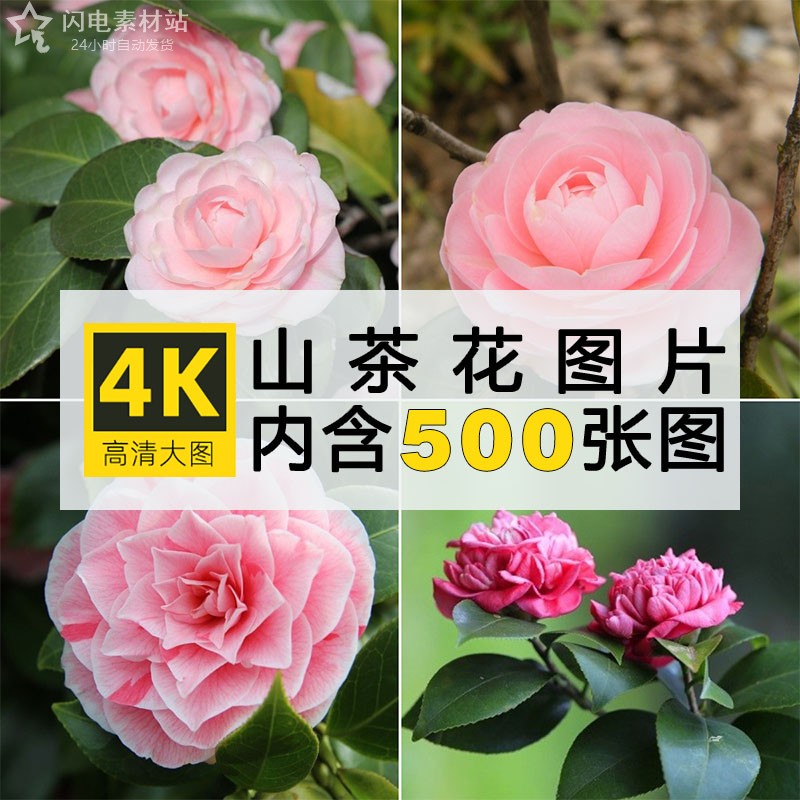 高清山茶花图片花朵鲜花卉植物摄影特写电脑壁纸背景绘画参考素材