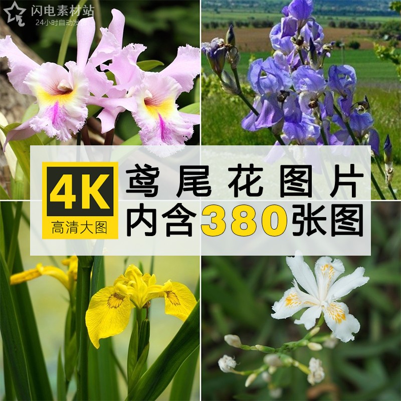 4K高清鸢尾花图片花朵鲜花卉植物摄影唯美背景特写临摹ps设计素材