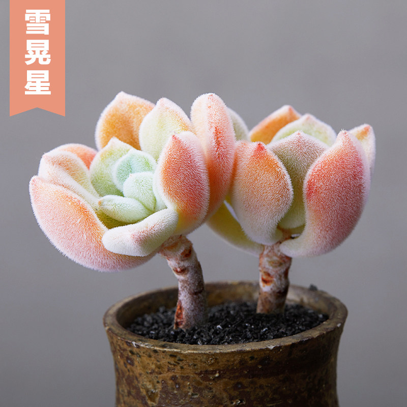 美诺花园雪晃星云南多肉植物阳台办公室小萌物肉肉植物高品质 美诺花园 淘优券