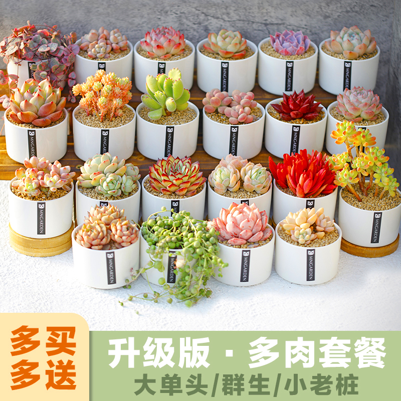 美诺花园多肉植物室内小盆栽橙梦露桃蛋熊童子垂吊多肉植物小老桩|ruв категории доставка цветов/цветок моделирования/растения садоводства, цветок/растения в горшках (новый), Суккуленты - от Buy2taobao.com для оказания профессиональной услуги покупки агента Taobao