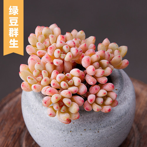 多肉植物蓝豆质量怎么样 多肉植物蓝豆口碑怎么样 小麦优选 多肉植物蓝豆质量怎么样 多肉植物蓝豆口碑怎么样 小麦优选